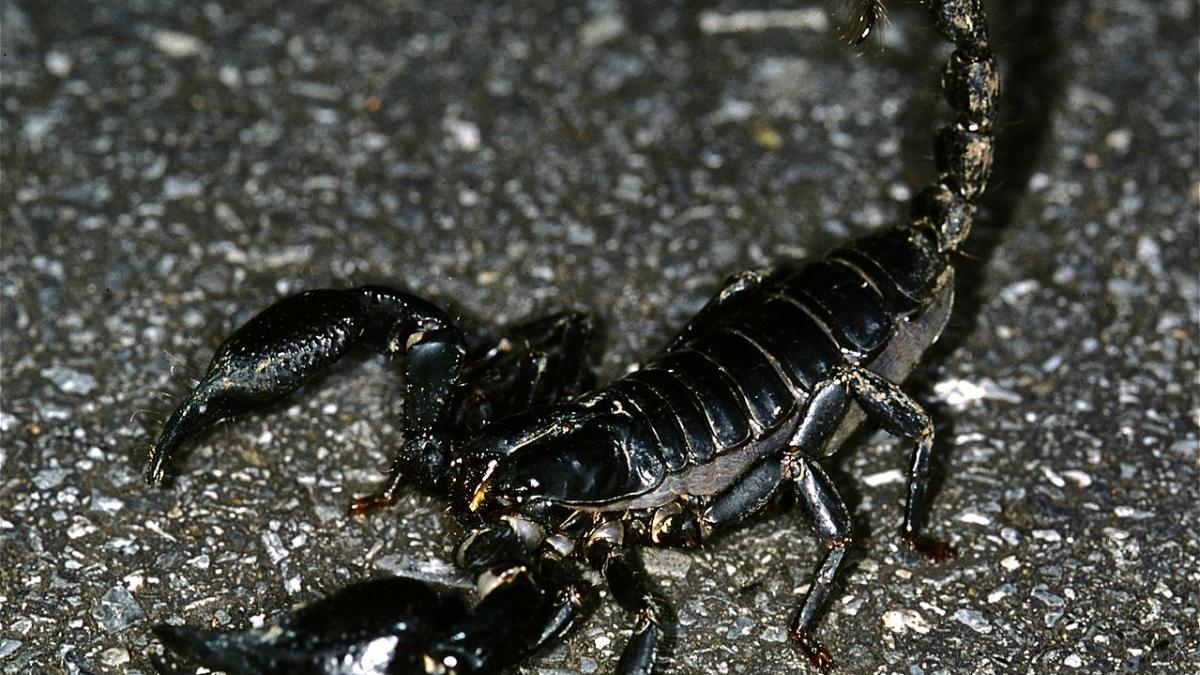 Азиатский лесной скорпион, Heterometrus spinifer