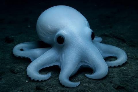 Жизнь под водой: удивительные и загадочные существа океана