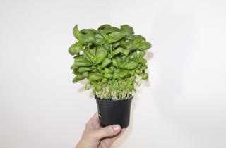 Обрезка базилика стимулирует его рост — агрономы