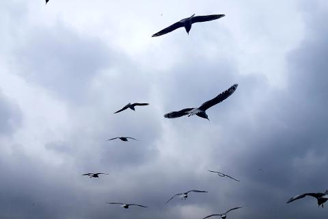 Ecology Letters: птицы стали основными распространителями растений на стерильном острове Суртсей