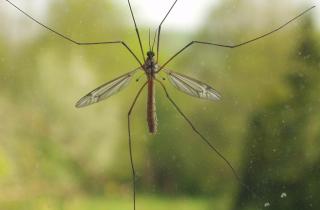 Комары отступают, кошки в восторге: старый садовый секрет для лета без укусов