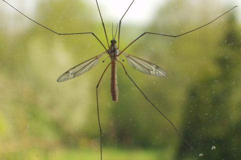 Комары отступают, кошки в восторге: старый садовый секрет для лета без укусов