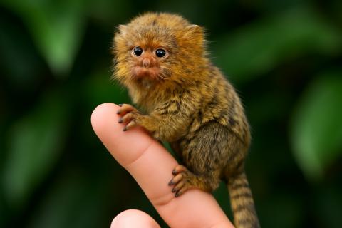 Необычные животные, о существовании которых вы не догадывались