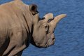 Почему носорогам угрожает вымирание? Почему носорогам угрожает вымирание?