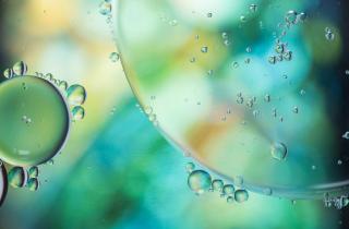 Биологи открыли новый тип живых существ — Карлов университет