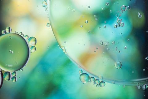 Биологи открыли новый тип живых существ — Карлов университет