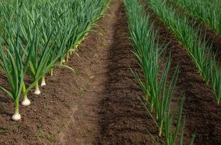 Правильные сроки посадки повышают урожай лука и чеснока — Огород