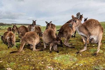 Австралийцам нужно есть кенгуру, чтобы спасти свой материк