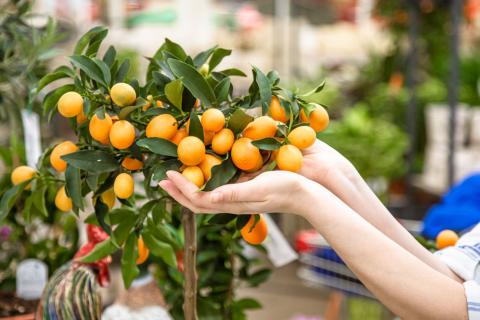 National Geographic Food: мандарины стали символом праздника и изобилия