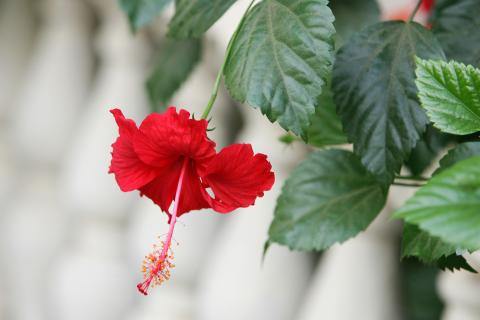 Гибискус, прими таблетку: неожиданный способ вернуть китайской розе буйство цвета