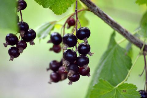 Душ из кипятка: как правильно провести термообработку смородины от вредителей