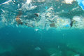 Пластиковый мусор плывет в арктические воды Пластиковый мусор плывет в арктические воды