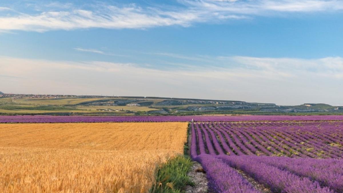 Крым, поля лаванды