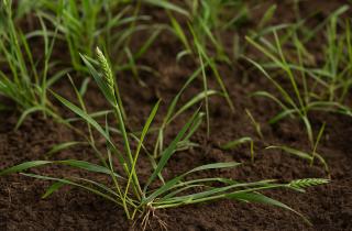 Уксус и соль уничтожают сорняки — садоводы