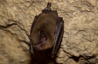 Кровь из глаз: как пещеры Уганды становятся вирусными ловушками для туристов