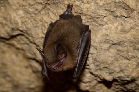 Кровь из глаз: как пещеры Уганды становятся вирусными ловушками для туристов