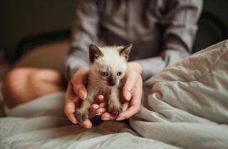 Власти Ямала напомнили владельцам о необходимости регистрировать питомцев