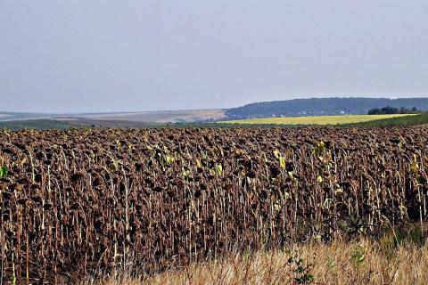 Кубань в слезах: урожай сгорел под солнцем, а фермеры остались ни с чем