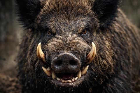 Диких кабанов заметили у жилых домов в Северодвинске — Эхо Севера