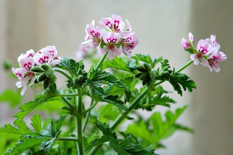 Герань слишком сильно тянется вверх? Одно простое действие превращает палку в цветущий шар