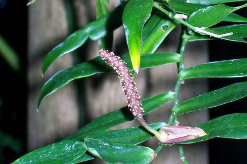 Потос увеличивает рост и размеры листьев при выращивании на опоре