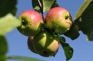 От муравьёв и червей спасёт Котофей: неожиданный способ защитить деревья от вредителей