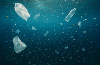 Учёные выявили смертельный объём пластика для млекопитающих — PNAS