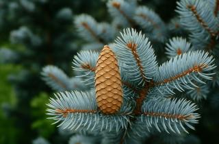 Карельская лесосеменная станция проверила качество семян сосны и ели