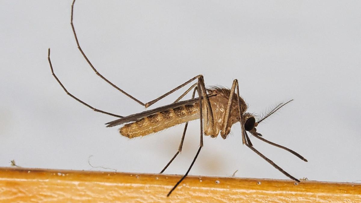 комар, Culex pipiens