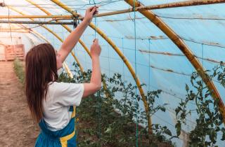 Уплотнённые посадки увеличили устойчивость урожая к условиям сезона — агрономы