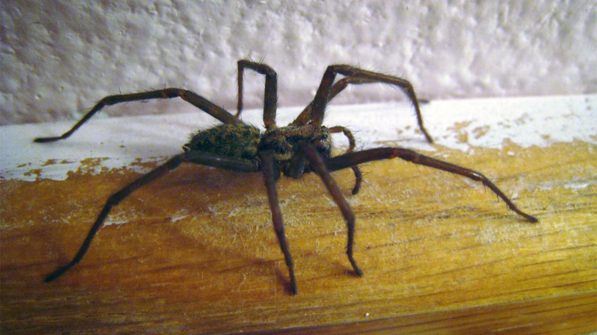 Домашний паук