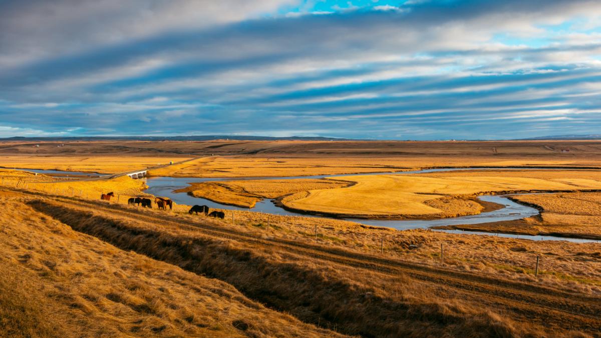 Племя диких лошадей ест траву в поле Калмыкии