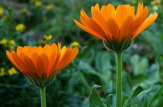 Цветы взошли на две недели раньше после зимнего посева — Антонов Сад