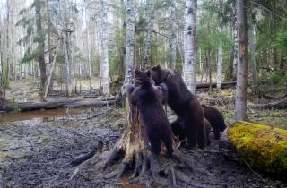 Три медвежонка из Карелии скоро вернутся домой: вот чему научились малыши в центре спасения