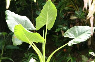 Actualno: алоказия улучшает интерьер за счёт крупных листьев