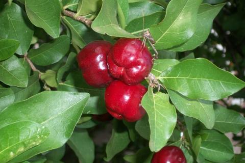 5 продуктов от Гарварда, которые снижают давление без лекарств