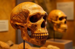 Учёные: большой нос неандертальца связан с массивностью черепа