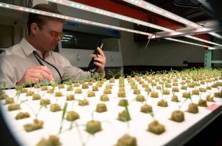 Скорость воздуха вокруг листьев повлияла на фотосинтез в теплицах — агрономы