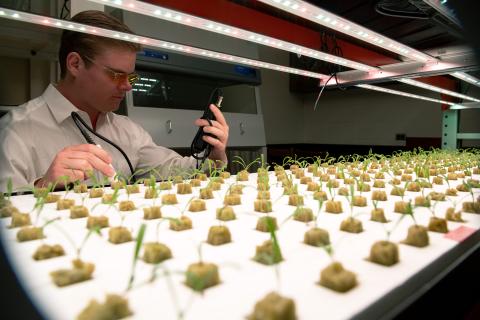 Скорость воздуха вокруг листьев повлияла на фотосинтез в теплицах — агрономы