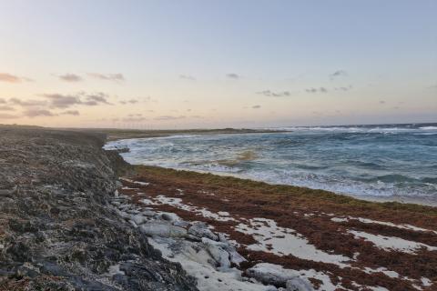 Единственное море без берегов: загадки Саргассова моря