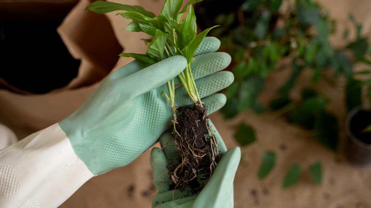Человек пересаживает растения в новые горшки