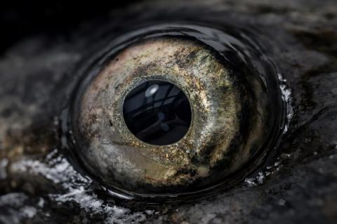 Из Хабаровского края в Китай отправили более 60 тонн рыбы — КП Хабаровск