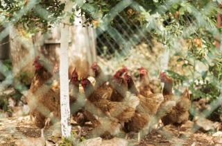 В Певеке расширяют производство куриного яйца — ИА Чукотка