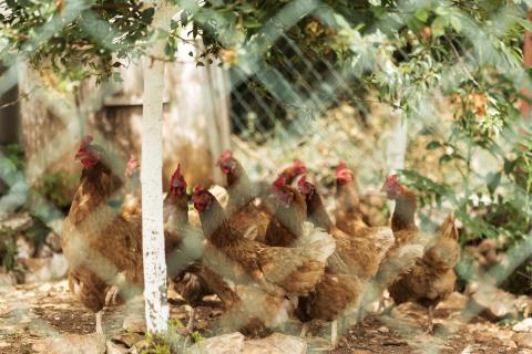 В Певеке расширяют производство куриного яйца — ИА Чукотка