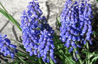 Не понимаете, куда пропали гиацинты? Эта распространённая ошибка могла угробить ваши растения