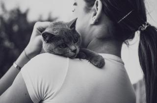 Кошки обошлись россиянам дешевле собак