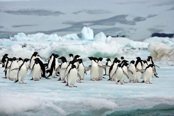 Антарктида вновь испугала ученых