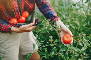 Томаты созревают быстрее, если обрезать верхушки — агрономы