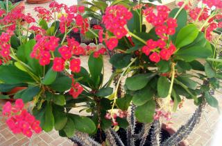 Чаем поливают комнатные растения для улучшения листвы — Культурная флора