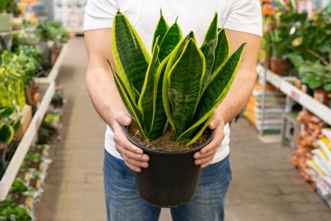 Зимний уход усложняет содержание комнатных растений